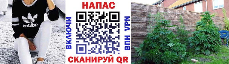 Бошки Шишки планчик  Павловский Посад 